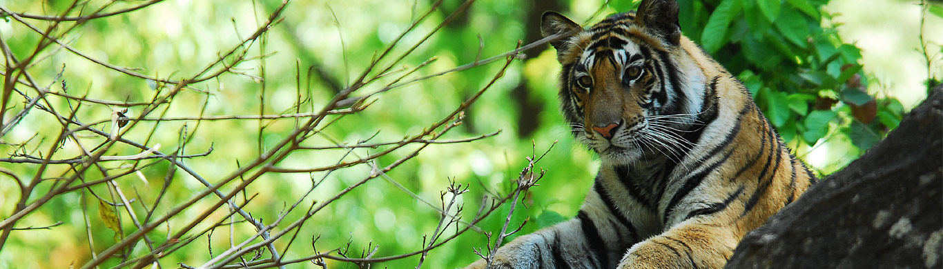 Non-Profit organization aiming at protecting tigers globally